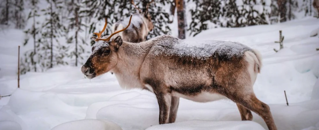 Wilderness Awaits: Explore Hiking Trails, Lakes, and National Parks in Finland